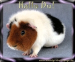Hallo Du!