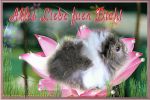 Alles Liebe 