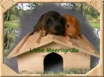 Liebe Meerligr&uuml;&szlig;e