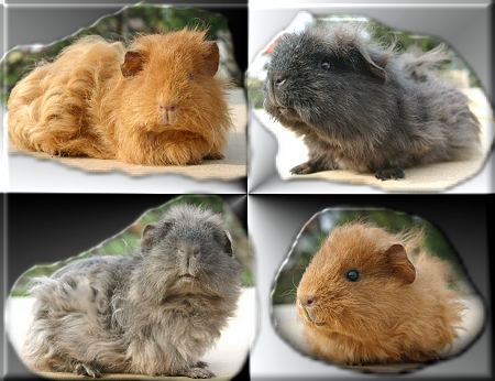 Sweethome Guineapigs