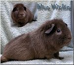 Blue Wickie