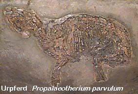 Urpferd