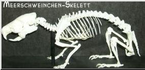 Anatomie Meerschweinchen