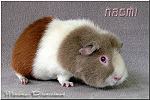 US-Teddy Naomi