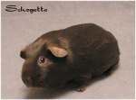 Glatthaarm&auml;dchen Schogette