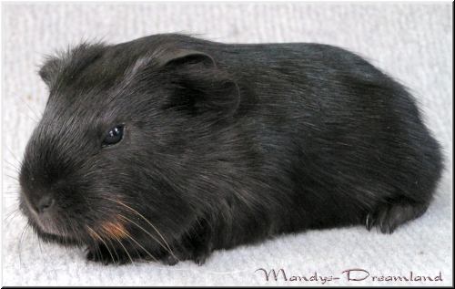 Blacky