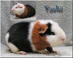 Yoshi vom Ringe