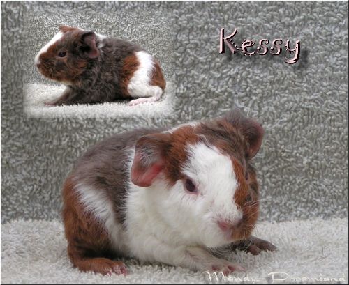 Kessy