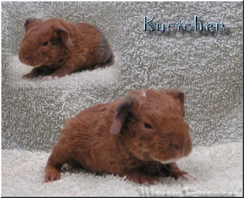 Kurtchen