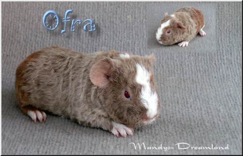 US-Teddy Ofra