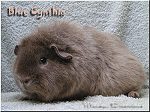 Blue Cynthia