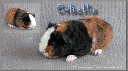 Us-Teddybock Othello
