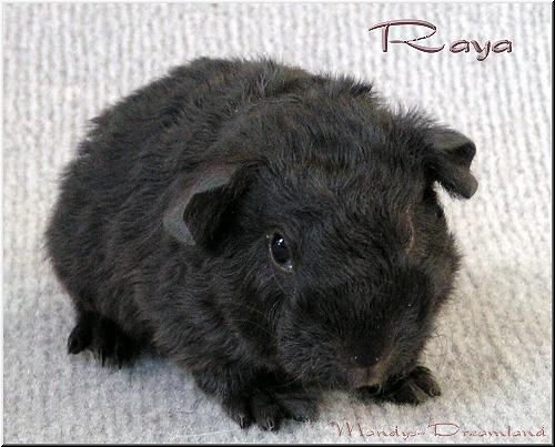 Raya
