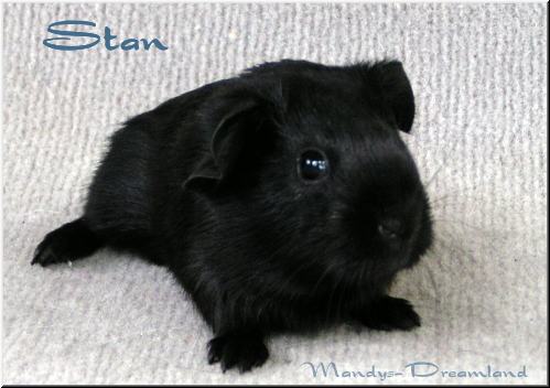 GH bock schwarz "Stan"