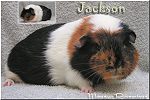 Jackson