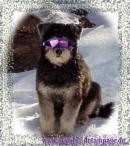 Hund im Schnee