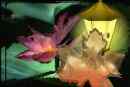 Licht meines Herzens