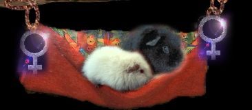 Weibchen