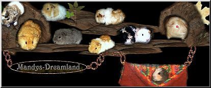Meine Meerschweinchenzucht
