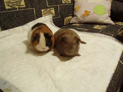 Orion und Yogi