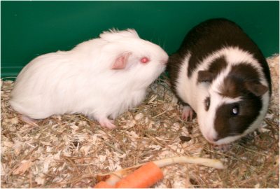 Kyra mit Kumpel