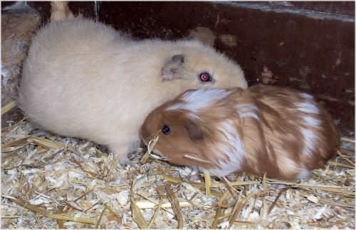 Rosalie und Freund