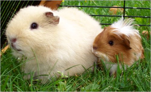 Rosalie und Freund