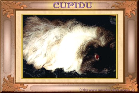 Cupidu