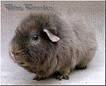 US-Teddy Slate-Blue Brenton