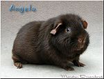 Angelo