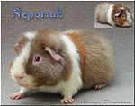 Nepomuk