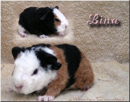 Lina