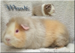 Monti