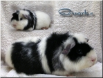 Quarks