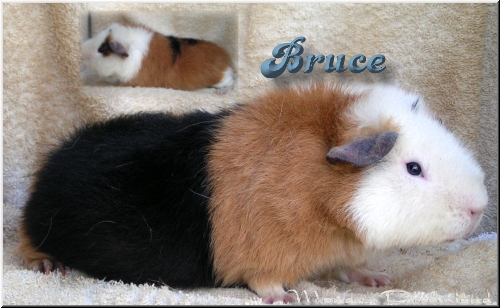Bruce