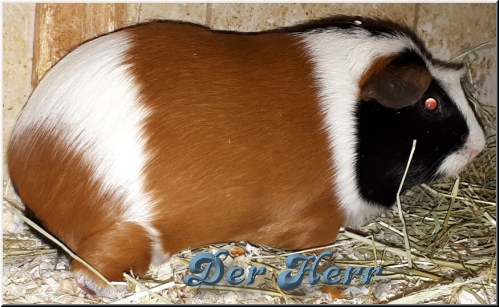 Der Herr