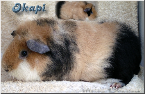 Okapi