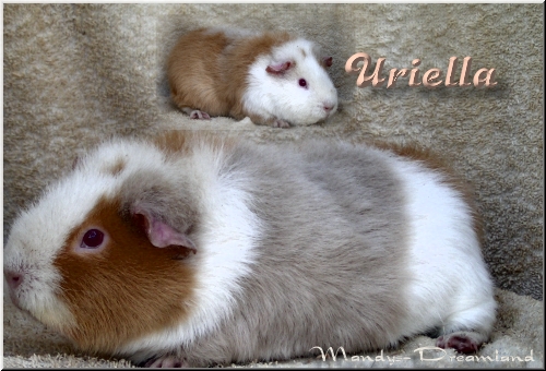 Uriella