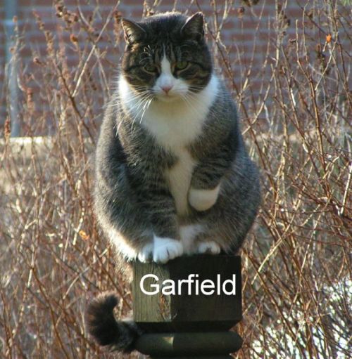 Kater Garfield on rainbow