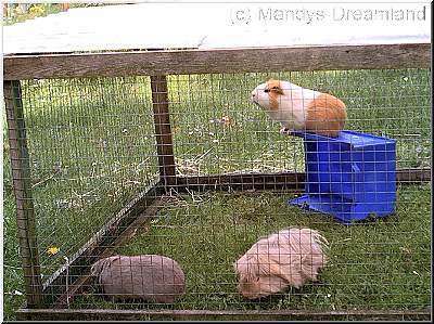 Bockauslauf