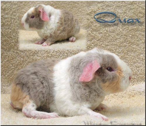 Quax