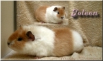 Joleen