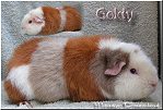 Goldy