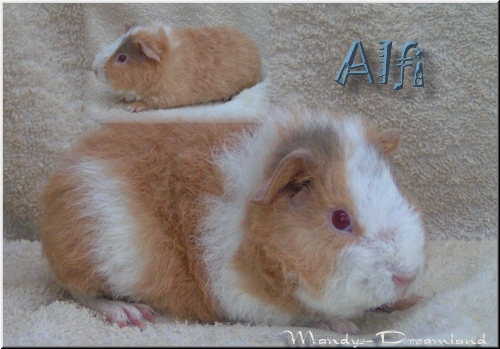 Alfi