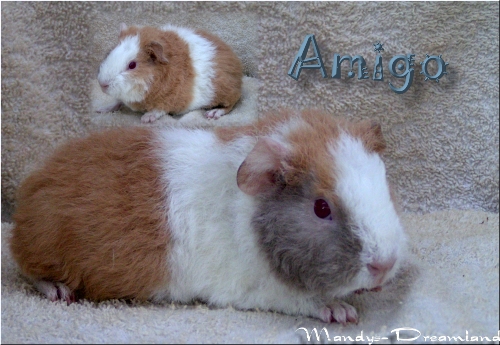 Amigo