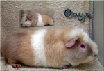 Onyx