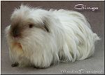 Coronetm&auml;del himalaya Ginga