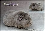 Blue Gipsy