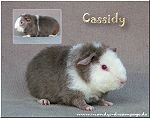 Cassidy