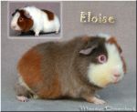 Eloise